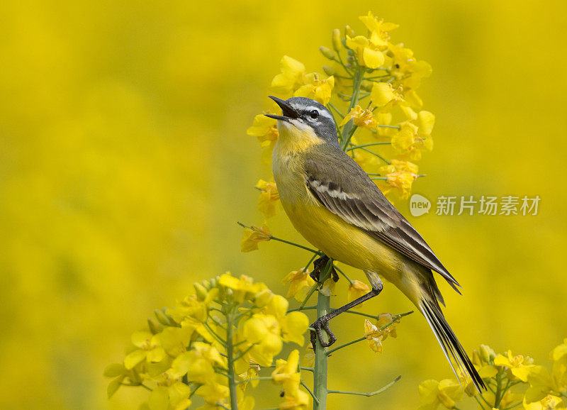 西黄瓦格尾 （莫塔西拉弗拉瓦） 油菜花